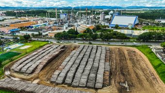 Paper industry; Suzano Papel e Celulose, Brazil